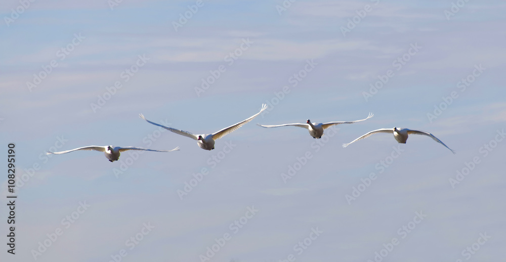 Four flying mute swans