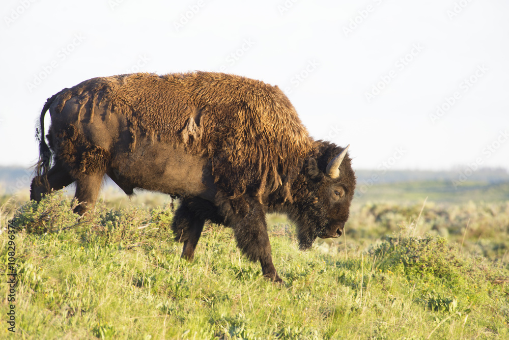 Large Bison walking across a hill in summer.