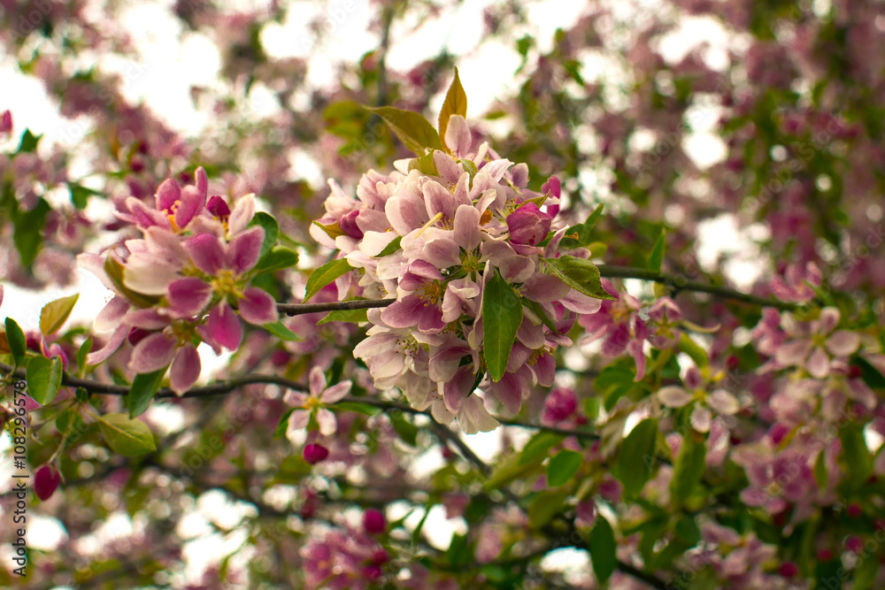 Fototapeta premium Flowering trees in the spring.