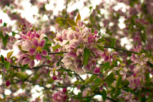 Flowering trees in the spring.