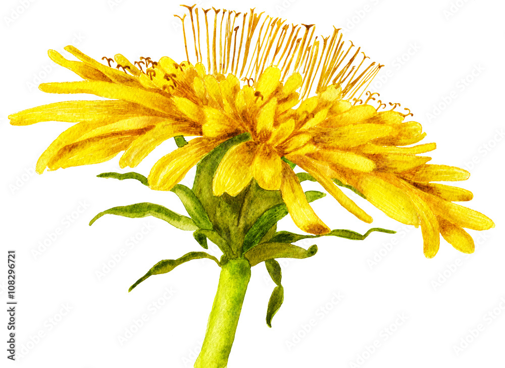 Obraz premium Blooming dandelion. Watercolor illustration, isolated on white background