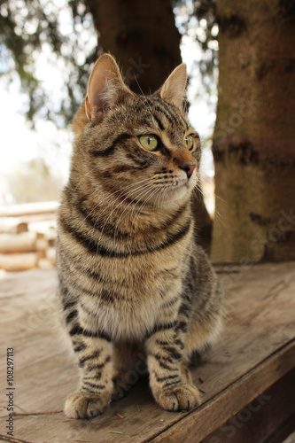 Mudlark yang cat Barsik is sitting on a wooden table near old fir trees, village Nizovskaya, Leningrad region, Russia. photo