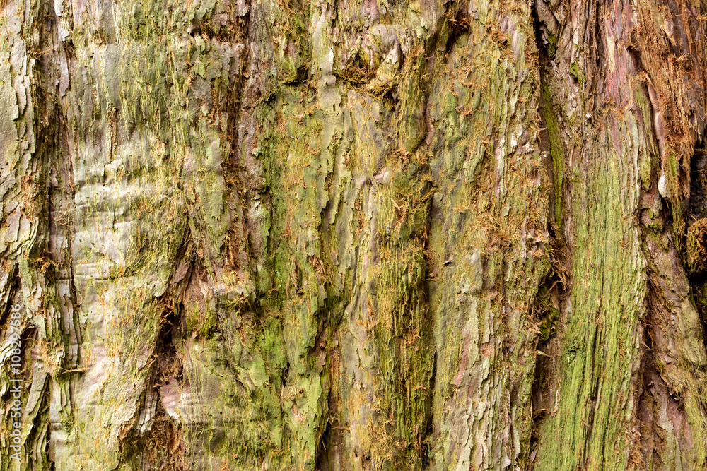 Fototapeta premium Redwood Bark Closeup