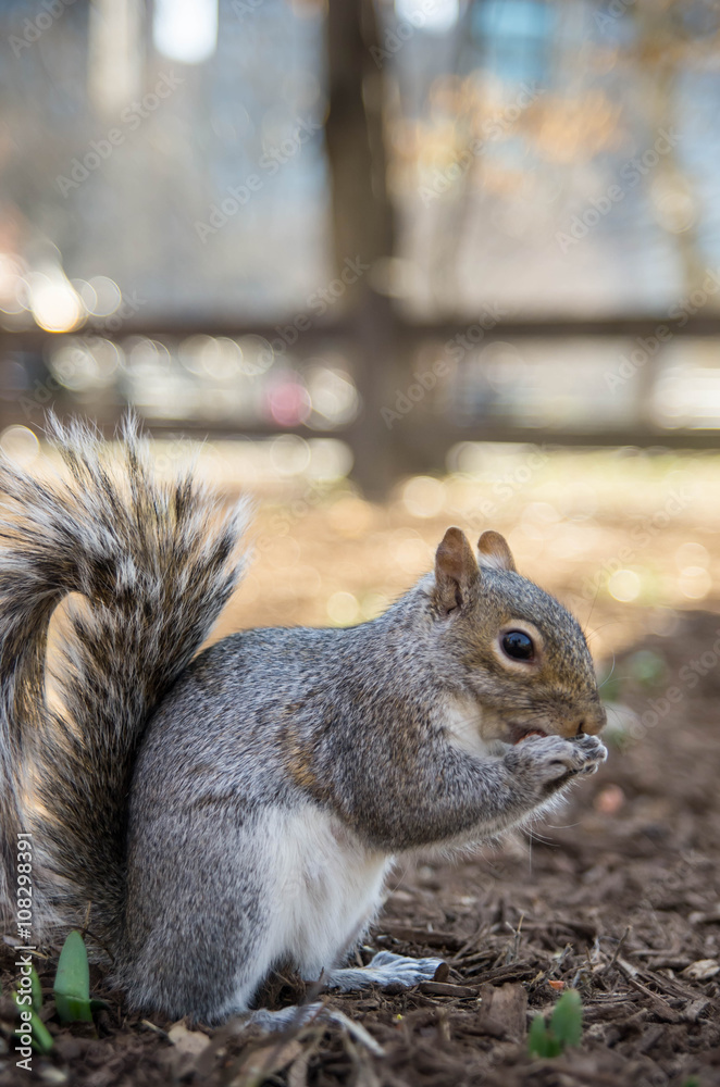 Obraz premium écureuil