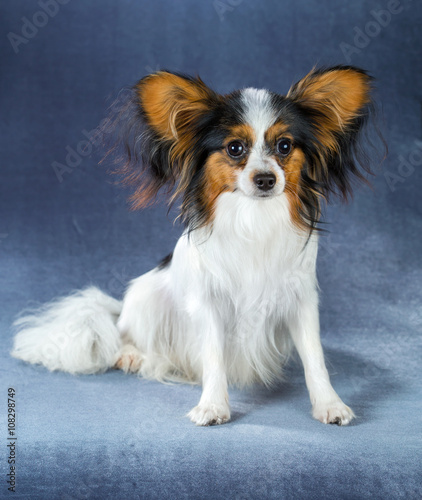 Young dog of breed papillon standing