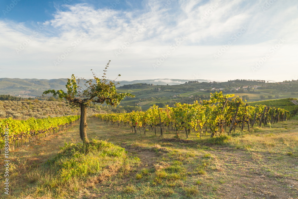 Fototapeta premium Tuscany, panoramic landscape - Italy
