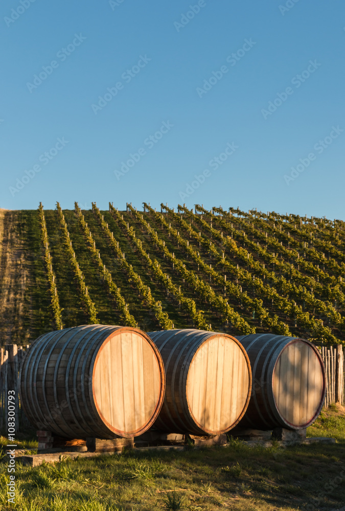 Obraz premium wine barrels in vineyard with copy space
