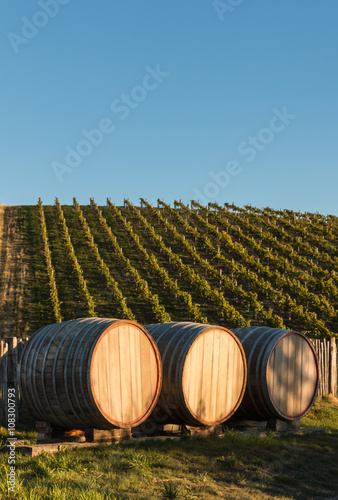 wine barrels in vineyard with copy space