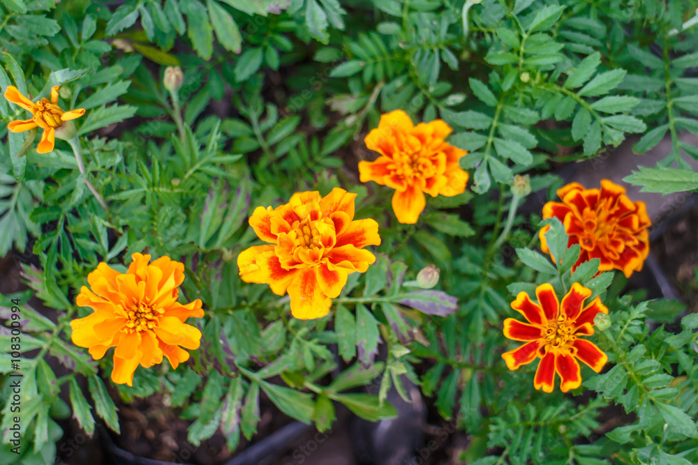 rare fire flowers from nicaragua rare fire flowers from nicaragua