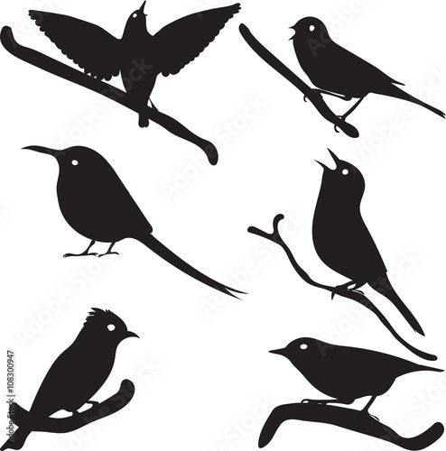 Bird Silhouettes, bird on branch, vector collection