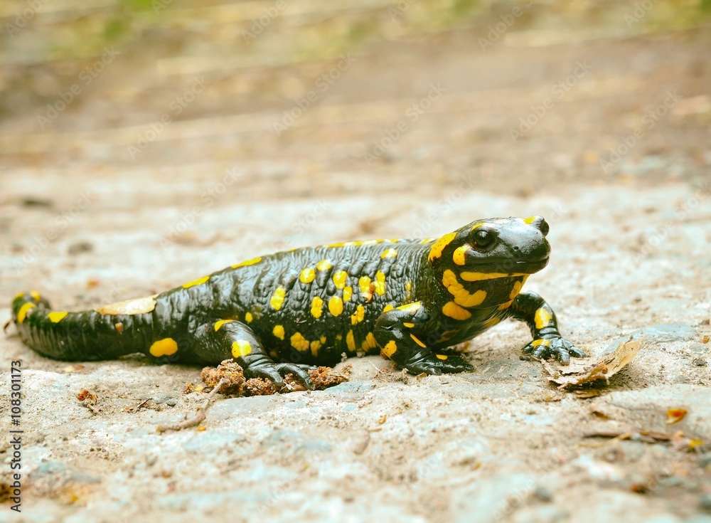 Common salamander Common salamander