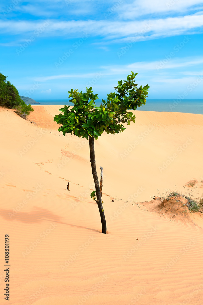 tree, sand, sea