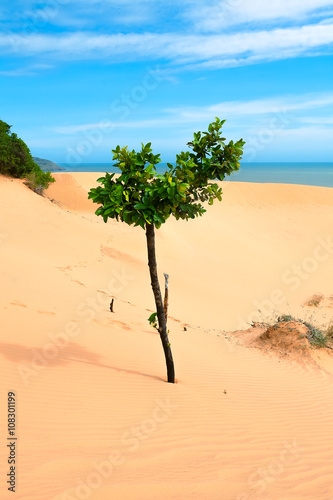 Obraz na płótnie tree, sand, sea w salonie