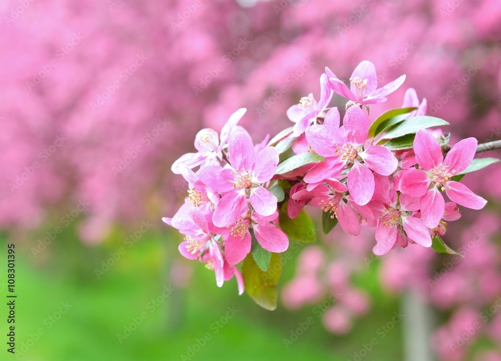 Fototapeta premium Chinese flowering crab-apple, wild apple flowers