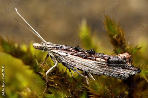 Ypsolopha scabrella micro moth. Small insect in the family Yponomeutidae , at rest on moss, in profile photo