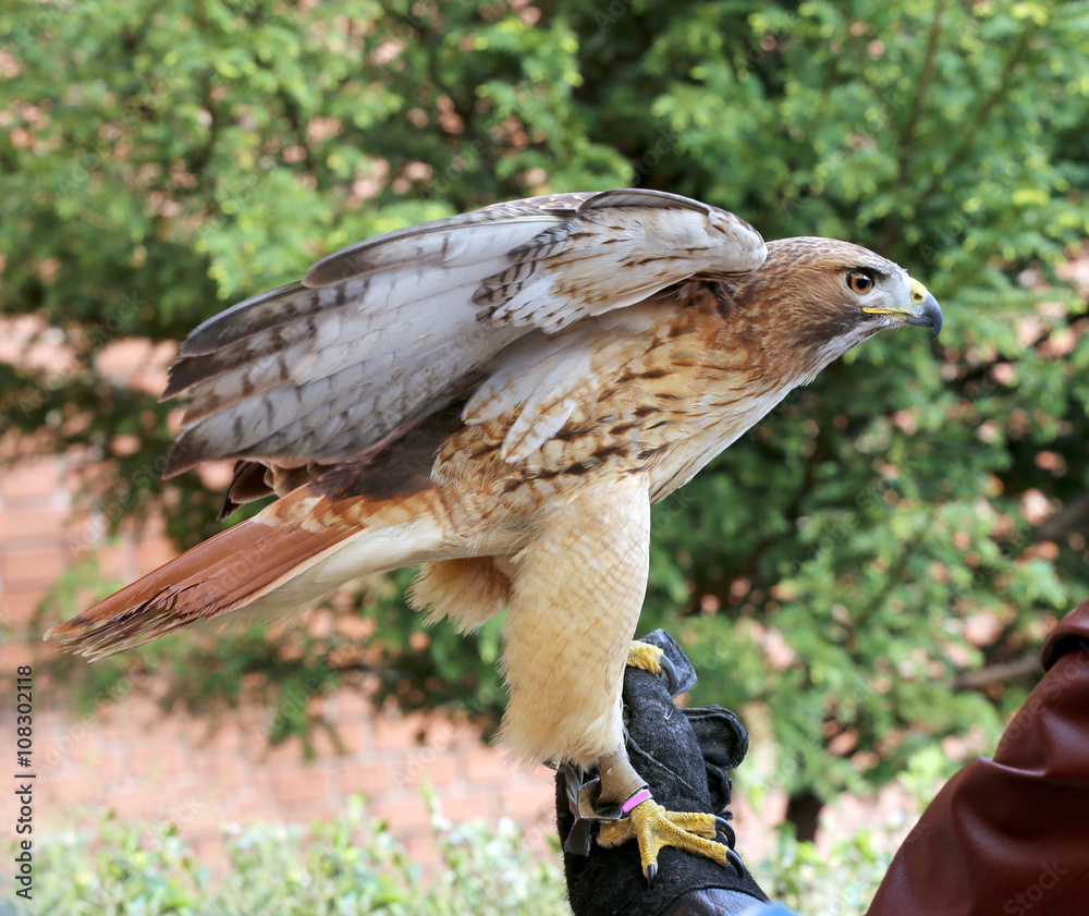 Fototapeta premium American chickenhawk perched on gloved hand