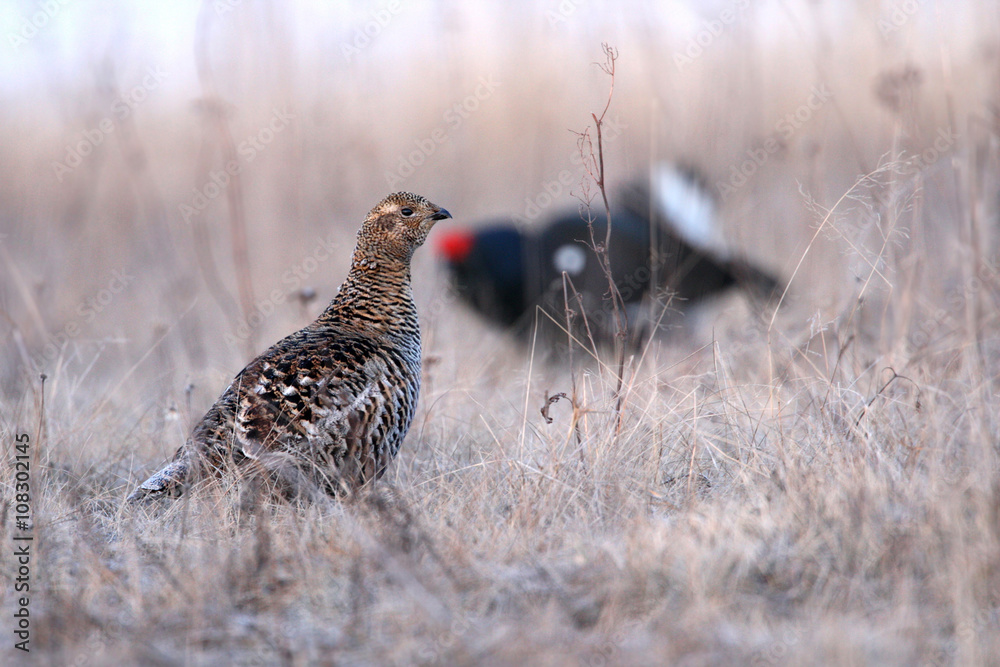 Black grouse (Tetrao tetrix). Female Black grouse (Tetrao tetrix). Female