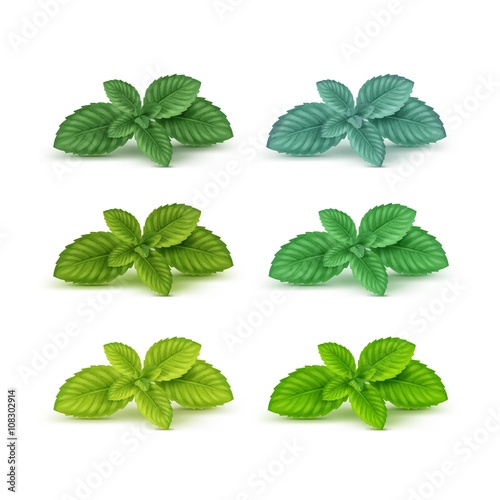 Vector Mint Spearmint Peppermint Leaf Leaves Set Isolated on White