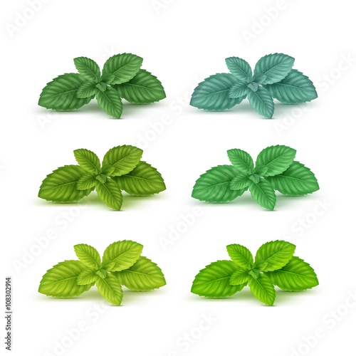 Vector Mint Spearmint Peppermint Leaf Leaves Set Isolated on White