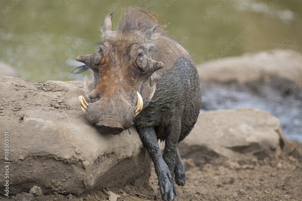 Fototapeta premium Lone warthog playing in mud to cool off