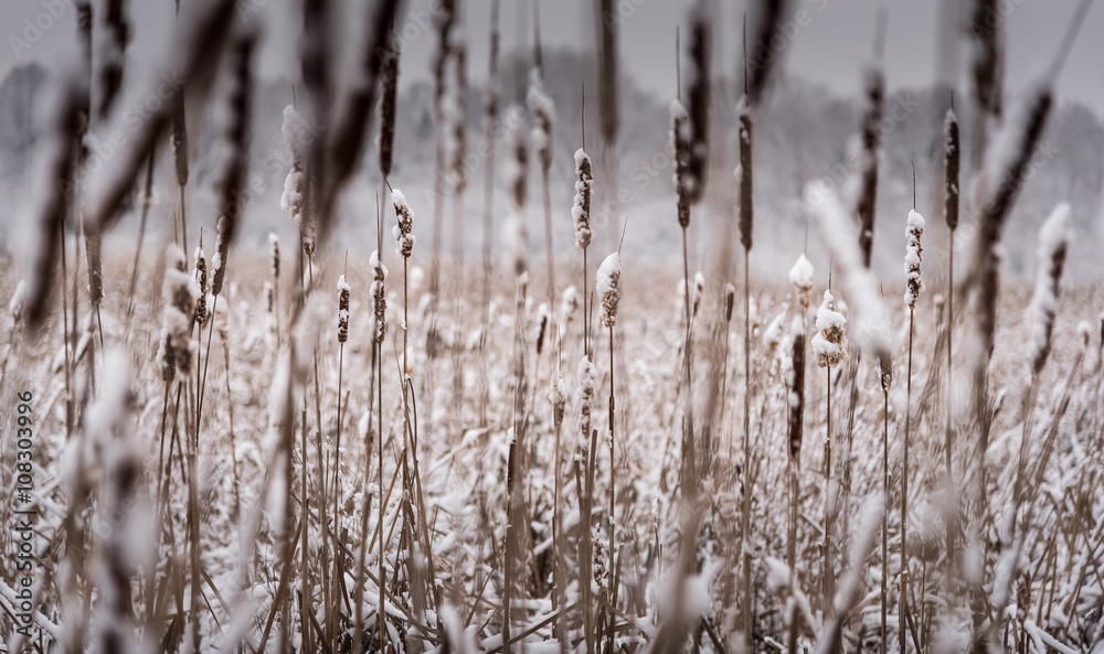 Fresh Snow on Cattails Fresh Snow on Cattails