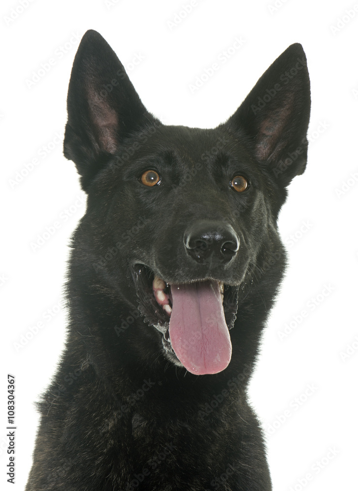 dark dutch shepherd dark dutch shepherd