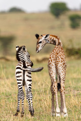 Leinwandbilder Giraffe Giraffenfreunde in der Serengeti  © Nadine Haase