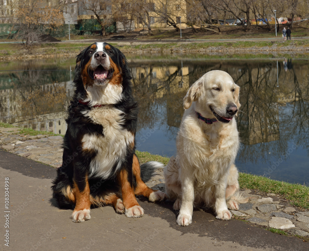 Two friends. Greater Swiss Mountain Dog and Golden Retriever Stock-foto | Stock