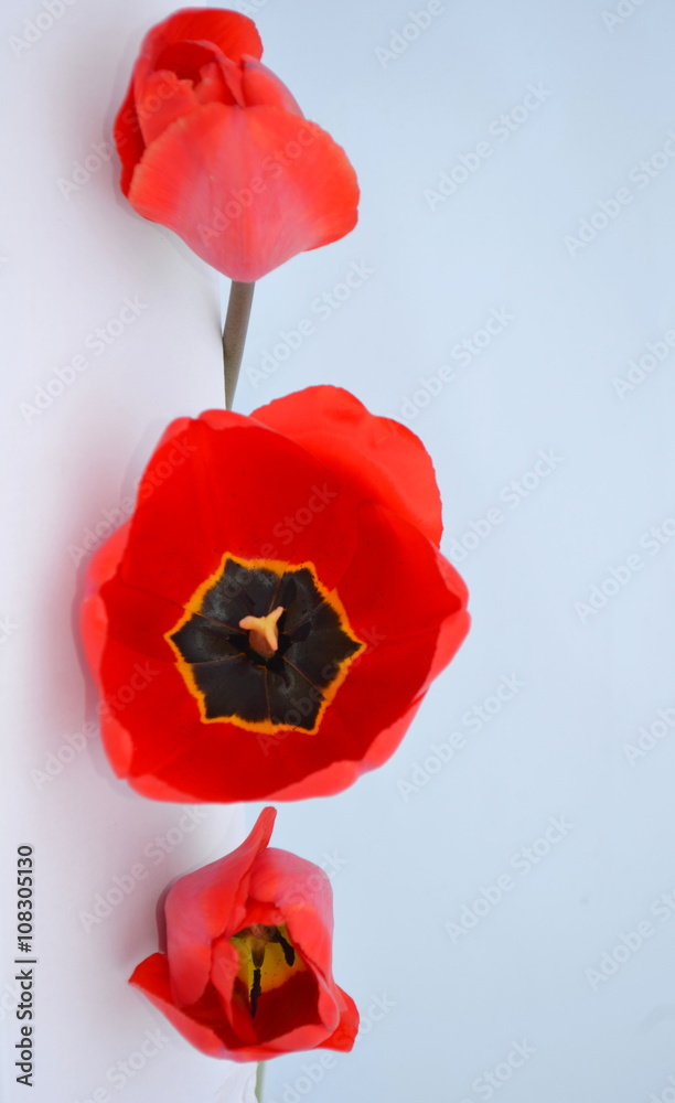 Fototapeta premium Красные тюльпаны