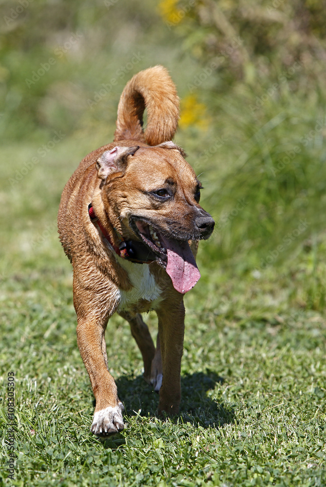 Boxer Rhodesian Ridgeback mixed breed dog running in the tall grass. Boxer Rhodesian Ridgeback mixed breed dog running in the tall grass.