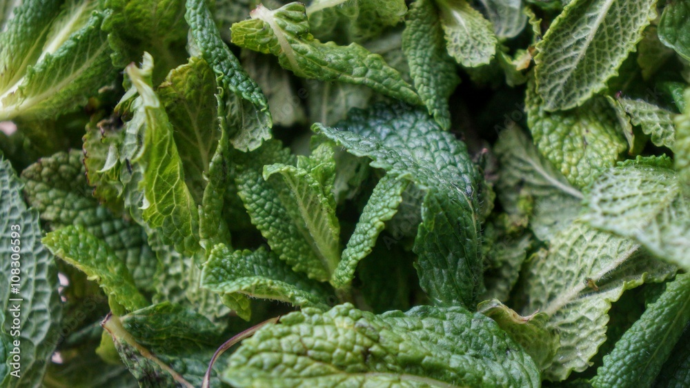 Natural green mint leaves closeup Natural green mint leaves closeup