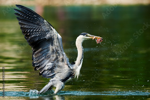 Obraz na plátně Grey heron takes off