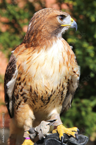 Red-tailed chickenhawk on gloved hand. Trained red-hawk sitting on the falconer's glove.. photo