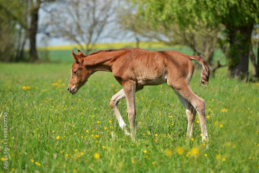 Fototapeta premium poulain