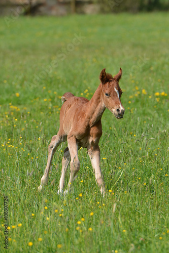 petite cheval