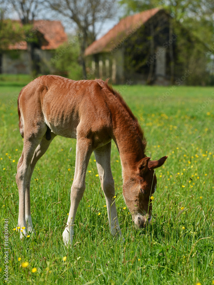 poulain StockFoto Adobe Stock