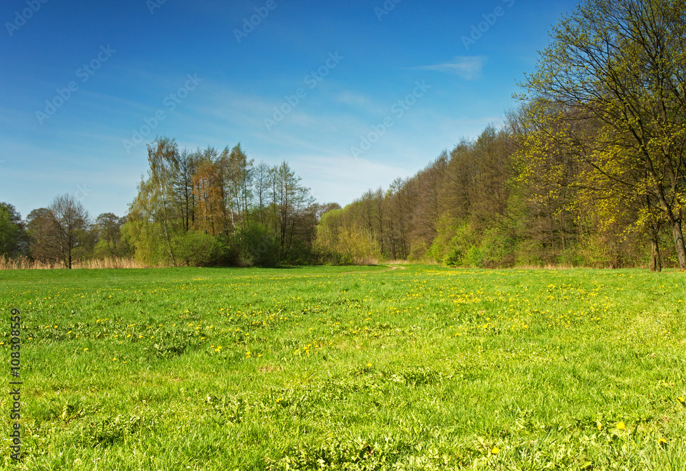 Spring, fresh meadow on a sunny day