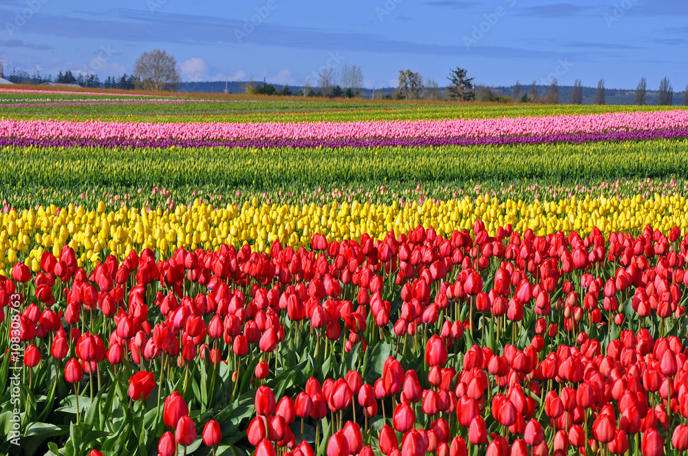 Field of colorful spring tulips