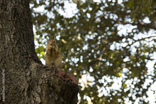 squirrel on wood