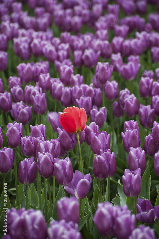 Colorful Tulip Fields. The Skagit Valley is famous for its tulip festival where thousands of people converge to witness this annual event. The colorful flowers seem to reach to the horizon. Colorful Tulip Fields. The Skagit Valley is famous for its tulip festival where thousands of people converge to witness this annual event. The colorful flowers seem to reach to the horizon.