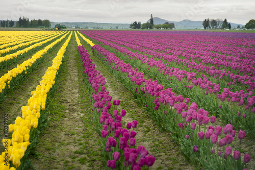 Colorful Tulip Fields. The Skagit Valley is famous for its tulip festival where thousands of people converge to witness this annual event. The colorful flowers seem to reach to the horizon.