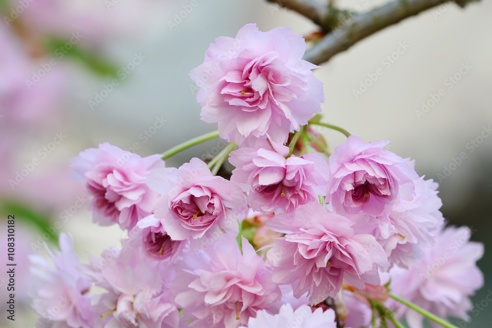 Fototapeta premium Cherry blossoms Japanese Sakura tree branch