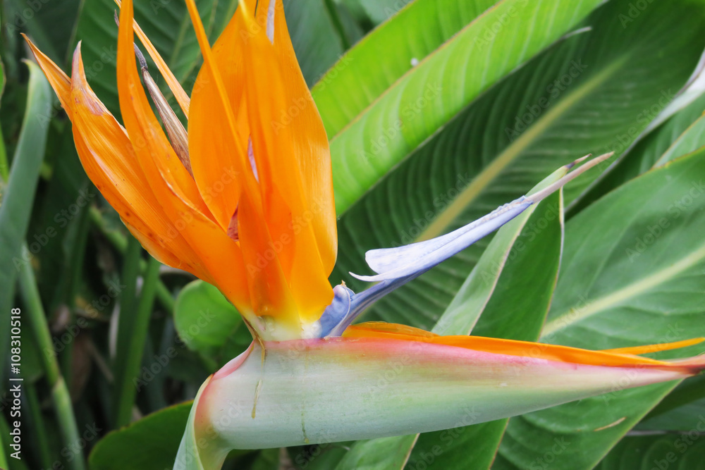 exotische, farbenfrohe Strelitzie exotische, farbenfrohe Strelitzie