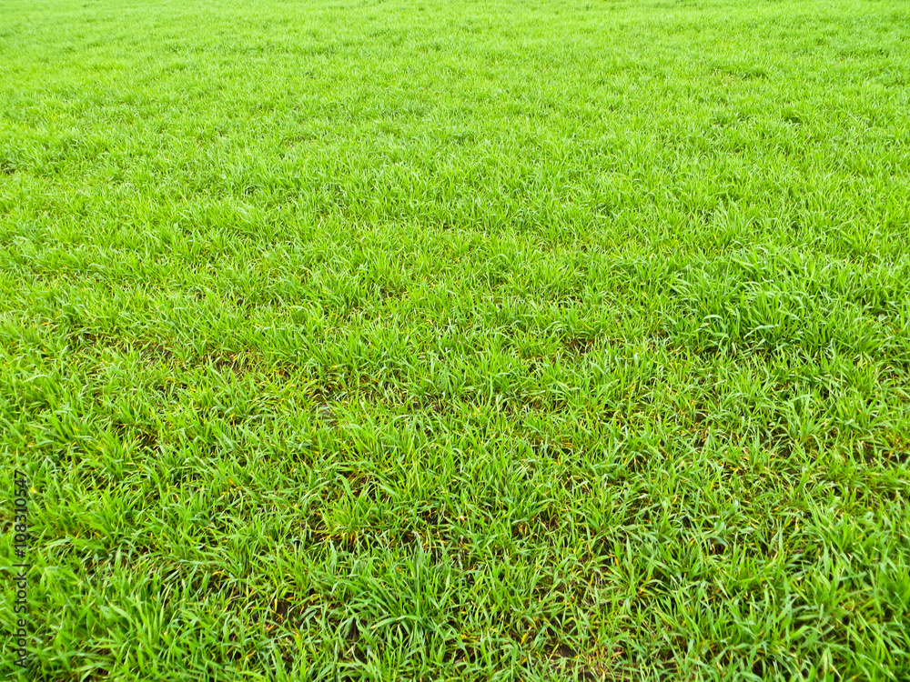 Field of young green wheat on spring Field of young green wheat on spring
