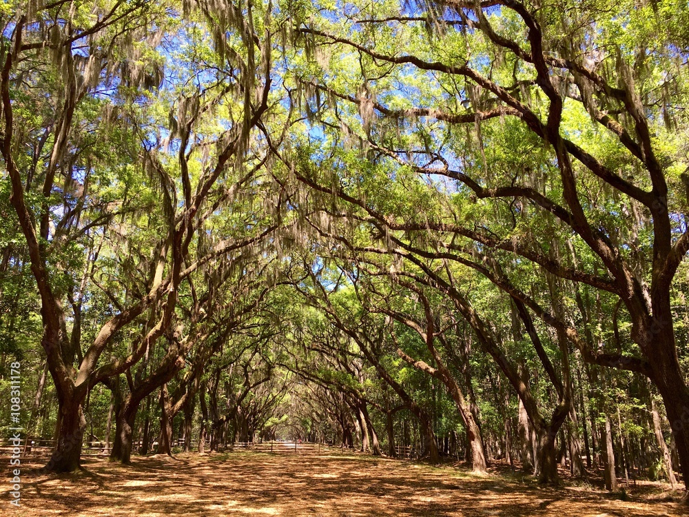 Live oak trees in Savannah, GA ภาพถ่ายสต็อก Adobe Stock
