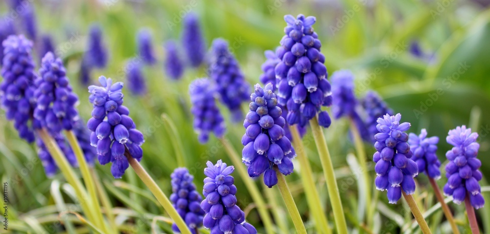 Blue grape hyacinths at springtime Blue grape hyacinths at springtime