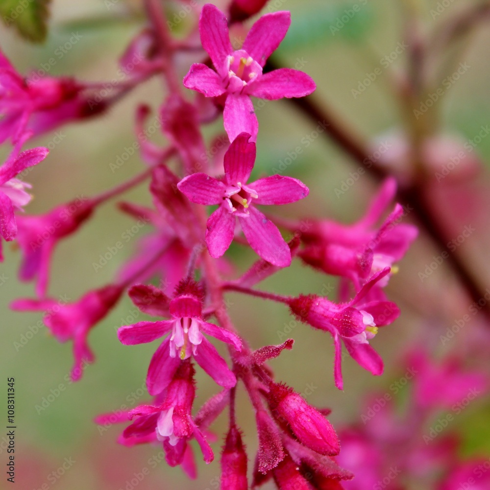 Beautiful redflower currant, ribes sanguineum, blooming in the early spring Beautiful redflower currant, ribes sanguineum, blooming in the early spring