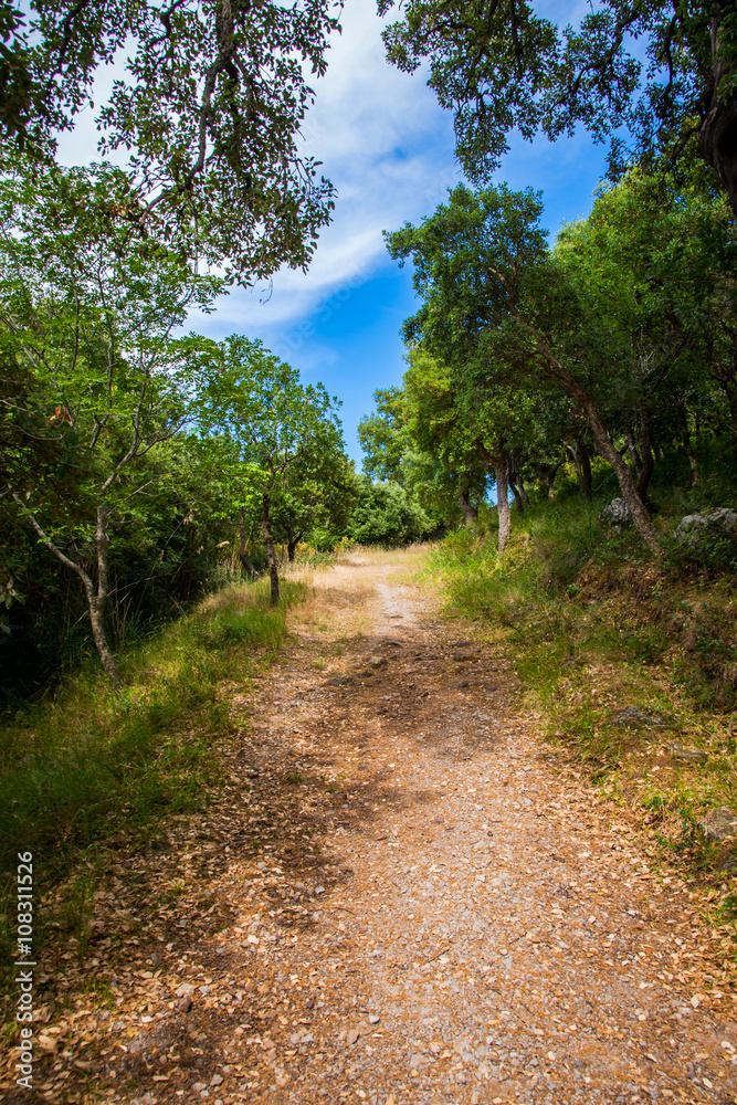 Forest trail in the mountains of Sicily Forest trail in the mountains of Sicily