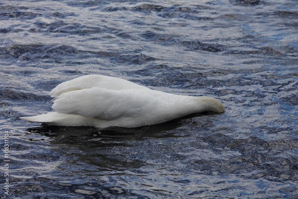 Fototapeta premium Swan with head down feeding.
