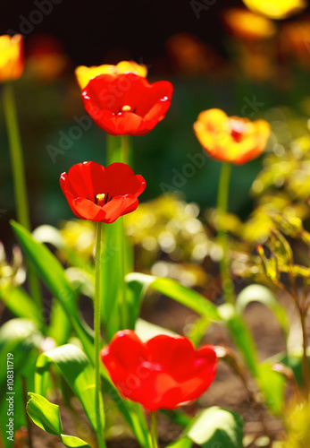 Natural floral background  red and yellow tulips.